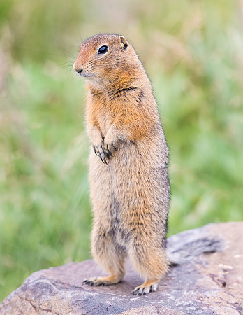 Arctic_ground_squirrel_Denali_2016_5