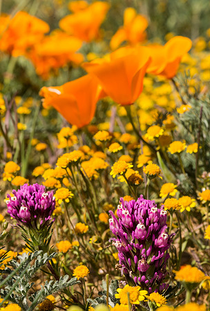 Antelope_Valley_Poppies_1