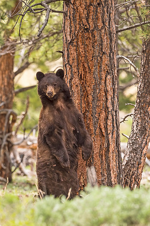 Black_bear_RMNP_2017_4