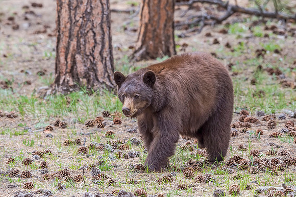 Black_bear_RMNP_2017_1