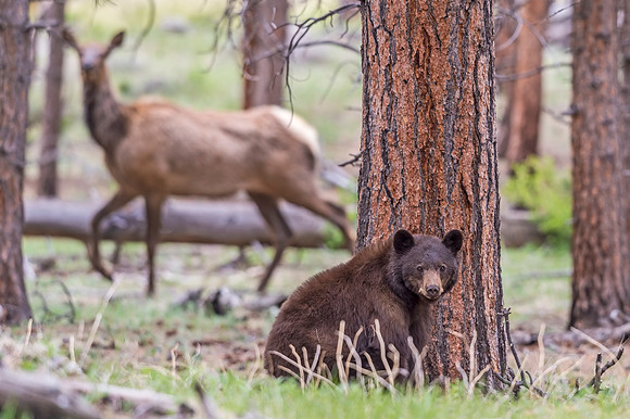 Black_bear_and_elk_RMNP_2017_3