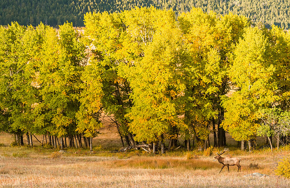 Elk_RMNP_2016_14