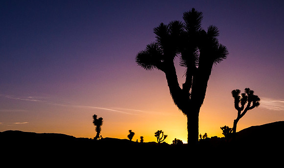 Joshua_Tree_National_Park_6