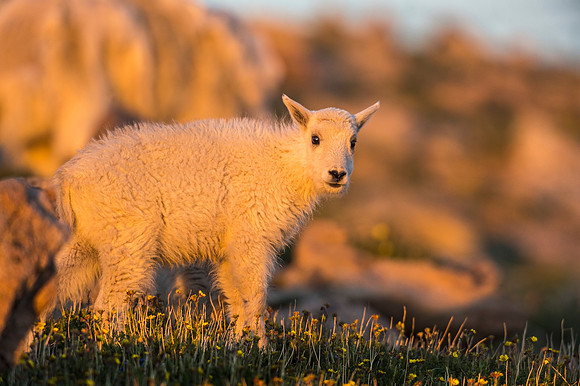 Mountain_goat_kid_Mt_Evans_2017_13