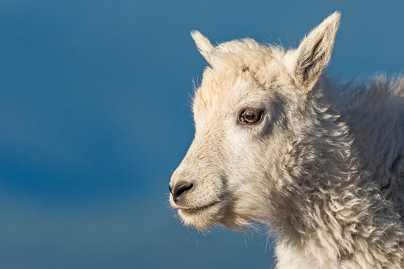 Mountain_goat_kids_Mt_Evans_2017_6