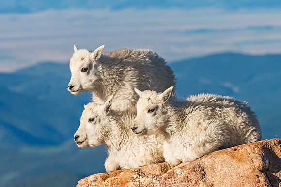 Mountain_goat_kid_Mt_Evans_2017_10