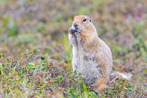 Arctic_ground_squirrel_Denali_2016_8