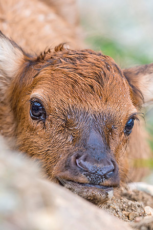 Elk_calf_EP_2017_3