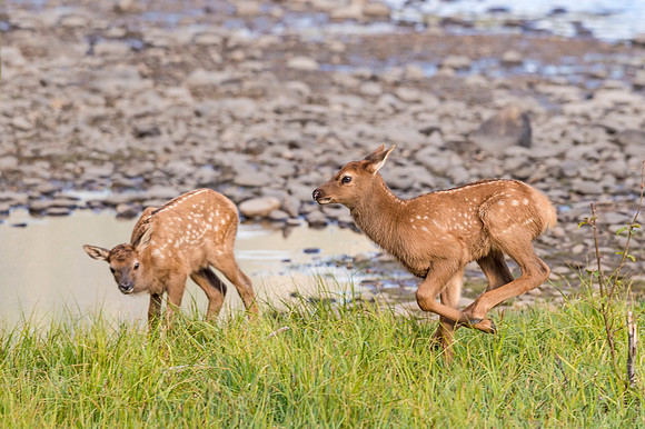 Elk_calf_EP_2017_5