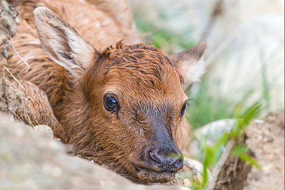 Elk_calf_EP_2017_2