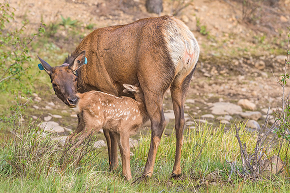 Elk_calf_EP_2017_4