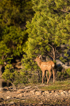 Elk_calf_EP_2017_6