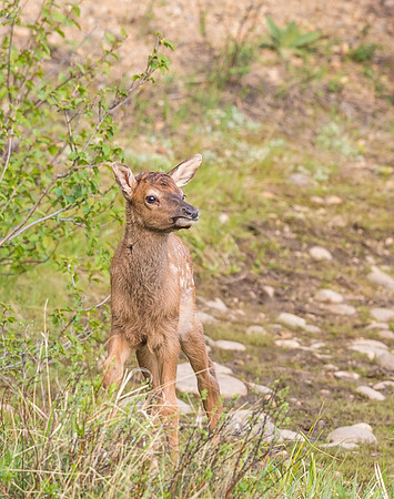 Elk_calf_EP_2017_8