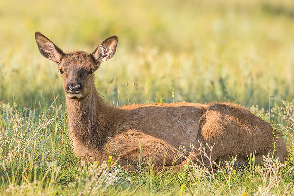 Elk_calf_EP_2017_9