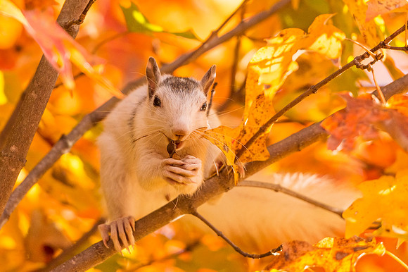 White_gray_squirrel_Brevard_2016_1
