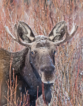Moose_57