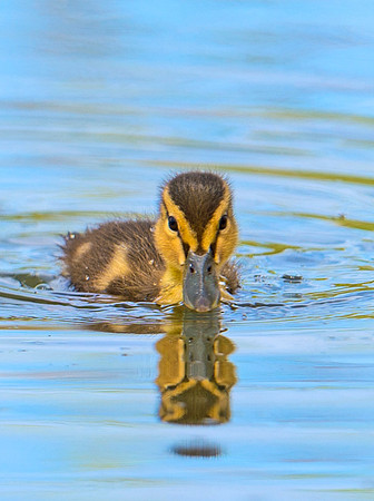 Duckling_3