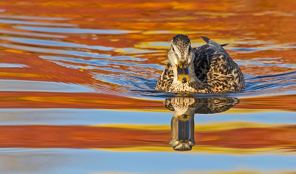 Mallard_hen_8