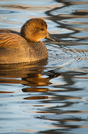 gadwall_4