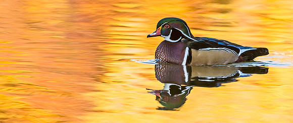 Wood_duck_25