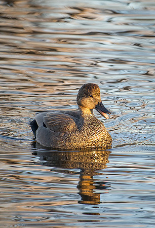 gadwall_3
