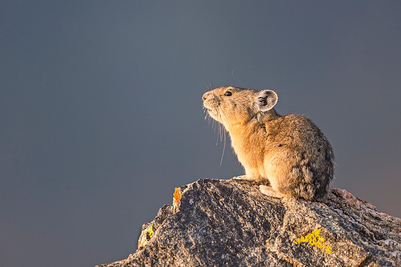 Pika_RMNP_2017_6
