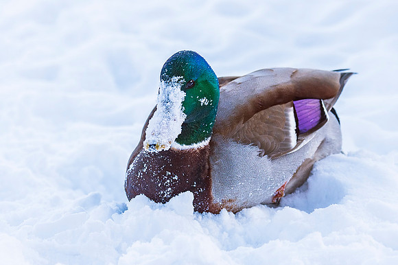 Mallard_EP_2020_1