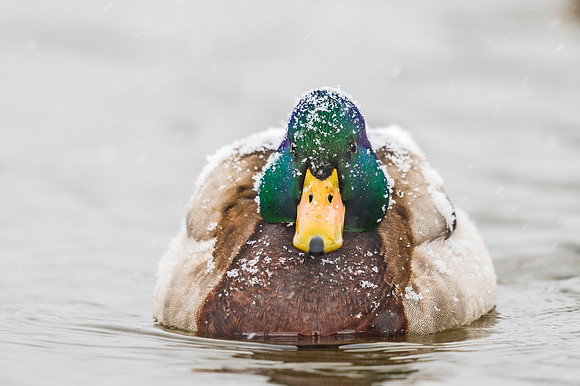 Mallard_EP_2019_1