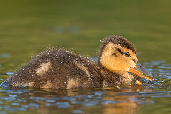 Mallard_duckling_EP_2018_1