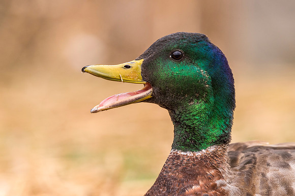 Mallard_drake_EP_2018_1