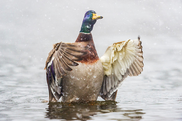 Mallard_EP_2019_2