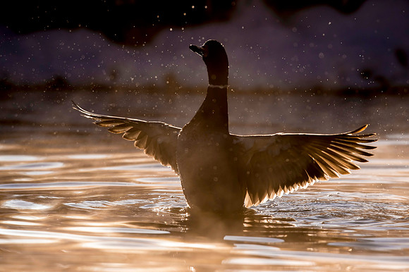 Mallard_Estes_Park_2018_1