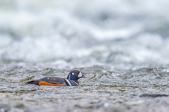 Harlequin_duck_YNP_2019_8