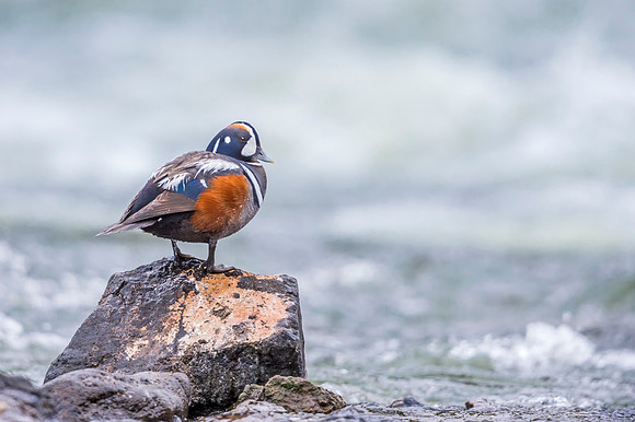 Harlequin_duck_YNP_2019_6