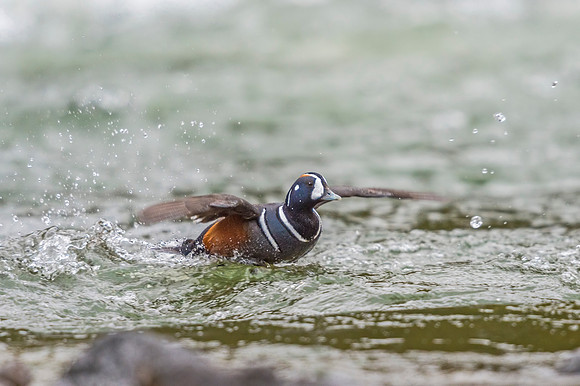 Harlequin_duck_YNP_2015_10