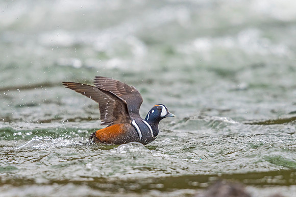 Harlequin_duck_YNP_2019_9