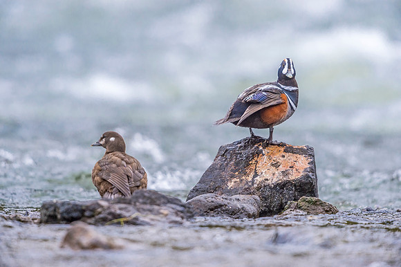 Harlequin_duck_YNP_2019_7