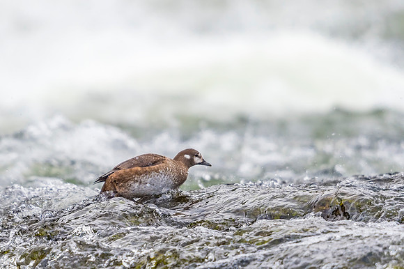 Harlequin_duck_YNP_2019_11