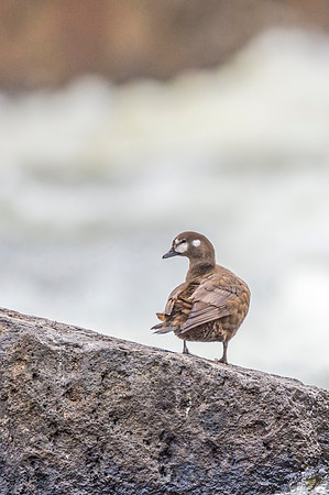 Harlequin_duck_YNP_2019_13