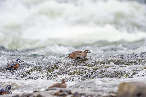 Harlequin_duck_YNP_2019_12