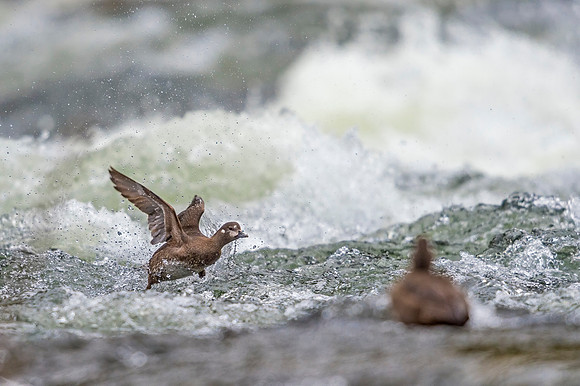 Harlequin_duck_YNP_2019_14