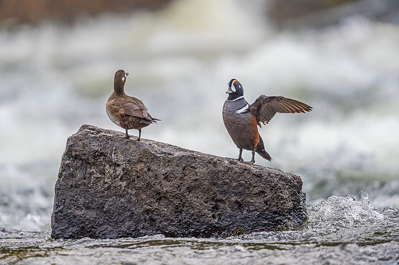 Harlequin_duck_YNP_2019_15