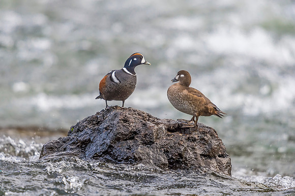 Harlequin_duck_YNP_2019_16