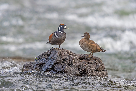 Harlequin_duck_YNP_2019_17