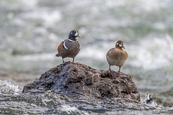 Harlequin_duck_YNP_2019_18
