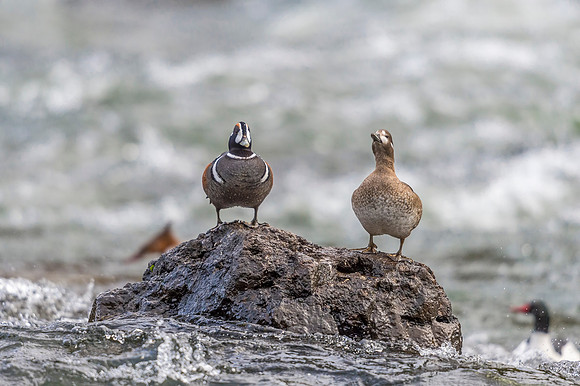 Harlequin_duck_YNP_2019_19