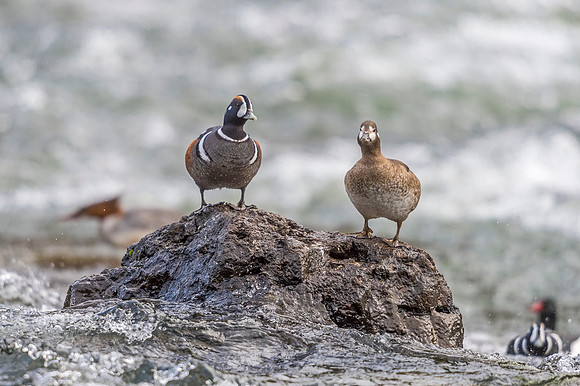 Harlequin_duck_YNP_2019_20