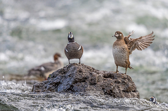 Harlequin_duck_YNP_2019_21