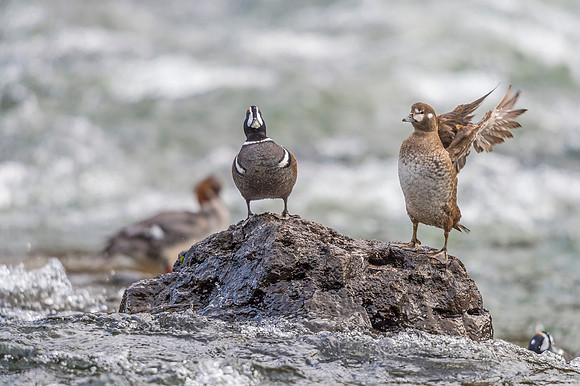Harlequin_duck_YNP_2019_22