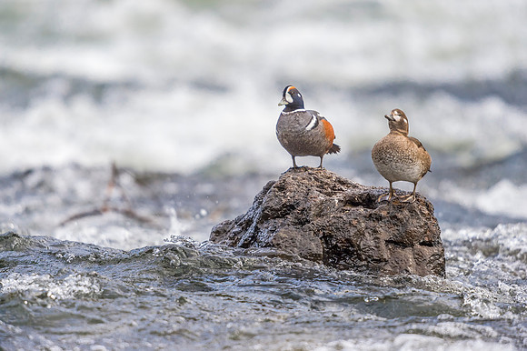 Harlequin_duck_YNP_2019_23